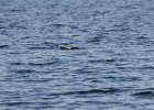 Common Loon (9)