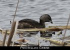 006 - 94 Pied-billed Grebe
