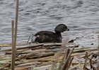 101Pied-billed Grebe