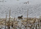 Pied-billed Grebe (2)