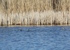 Pied-billed Grebe (20)