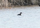 Pied-billed Grebe (25)