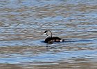 Pied-billed Grebe (26)