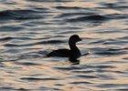 Pied-billed Grebe (27)