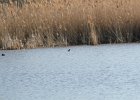 Pied-billed Grebe (36)