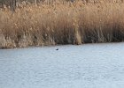 Pied-billed Grebe (37)