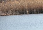 Pied-billed Grebe (38)