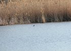 Pied-billed Grebe (39)