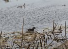 Pied-billed Grebe (4)