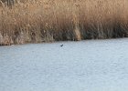 Pied-billed Grebe (40)