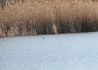 Pied-billed Grebe (41)