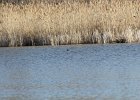 Pied-billed Grebe (42)