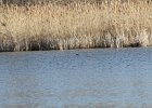 Pied-billed Grebe (43)