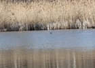 Pied-billed Grebe (45)