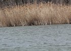 Pied-billed Grebe (48)