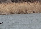 Pied-billed Grebe (49)
