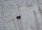 Pied-billed Grebe (5)