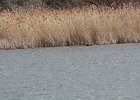 Pied-billed Grebe (52)