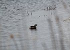 Pied-billed Grebe (6)