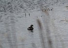Pied-billed Grebe (7)