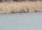 Pied-billed Grebe (8)