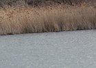 Pied-billed Grebe (9)