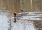 101Horned Grebe