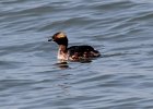 102Horned Grebe