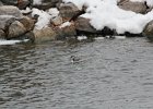 Horned Grebe (1)