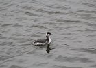 Horned Grebe (10)