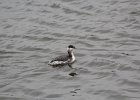 Horned Grebe (11)