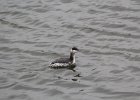 Horned Grebe (12)