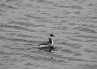 Horned Grebe (13)