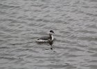 Horned Grebe (14)
