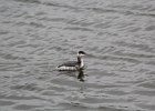 Horned Grebe (15)