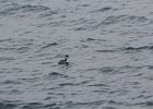 Horned Grebe (16)