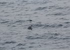 Horned Grebe (17)