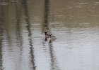 Horned Grebe (24)