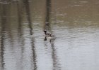 Horned Grebe (25)