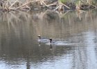 Horned Grebe (29)