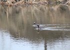 Horned Grebe (30)