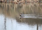 Horned Grebe (31)