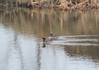 Horned Grebe (32)
