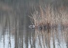 Horned Grebe (38)
