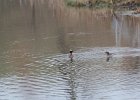 Horned Grebe (47)