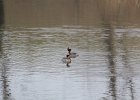 Horned Grebe (51)