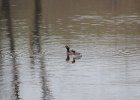 Horned Grebe (53)