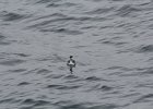 Horned Grebe (56)