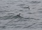 Horned Grebe (57)