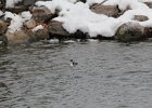 Horned Grebe (6)